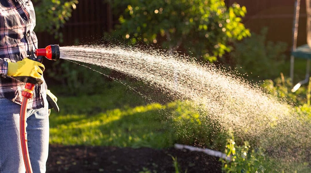 Waterslangen in alle soorten en maten